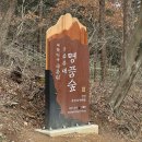 가고싶은민박펜션 실로암 | 장성 축령산 펜션 휴식하기 좋은 실로암 NOL 예약 한달살기