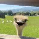 타조