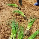 오곡2농장 이미지