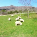 초원숲속가든 이미지