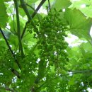 머루다래 이미지