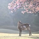 사슴공방