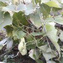 김국환농장 이미지