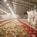 내천농장 이미지