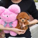 대구강아지분양 테디럽 이미지