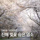 웅천로 | [진해 벚꽃 명소] 인파 없는 조용한 숨은 벚꽃 터널 실시간 후기