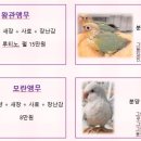 노랑머리야채