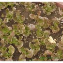 호기농장 이미지