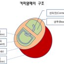커피체리 이미지