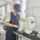 킴스애견미용 이미지
