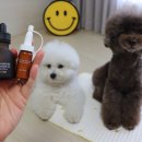 (주)올바른청소 | 강아지 이어 파우더 귀 청소 세정제 사용 후기