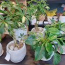 오천6길 | 까사플로라 순천 오천지구의 감성 꽃집 방문기: 예쁜 꽃다발과 특별한 순간을 담다