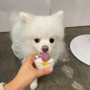 댕스데이 네이버블로그