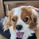 펫타리움 청담점 | 청담 펫타리움 방문후기 //내돈내산