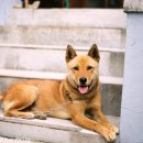 꼬마강아지 이미지