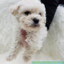 박촌강아지 이미지