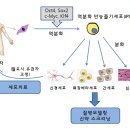 ips 세포 연구 현황과 전망 이미지