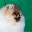 LOVELY POM 이미지