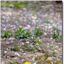 한밭수목원 서원 이미지