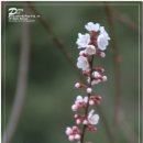 벚꽃잎에 흩날리는 국악의 향기 - 공연장 이모저모 스케치 ; (2010/04/10) 이미지
