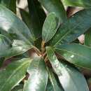까마귀쪽나무 Litsea japonica (Thunb.) Juss. 종 이미지