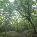 한라산영실돌오름표고버섯 | 영실 18임반 입구~보림농장~표고재배장~한대오름 왕복: 꽃궁기라 꽃 대신 초록숲 온전히 즐기기