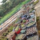 흙내음풀내음 이미지