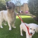 댕댕이천사 이미지