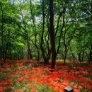 함평 향교 느티나무,팽나무,개서어나무 숲 | [함평] 무릇꽃 피는 계절 용천사, 향교리 숲