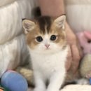 대구고양이분양 나비캣 이미지