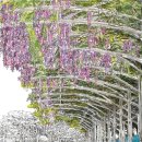 등나무 운동장 이미지