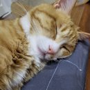 (주)석호약품 | 220124 _ 고양이 물품 대량구매 SSUL,,,