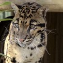 구름표범, 오셀롯, 자가란디 (Cloded Leopard, Ocelt, Jaguarundi) 이미지