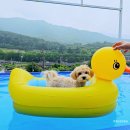 해피독 애견펜션 이미지