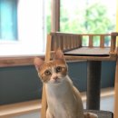 잔다냥 강동점 이미지