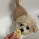 강아지의 하루 | 실외배변 강아지의 천연성분 샴푸바 후기 _ 아지솝