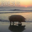 금하카서비스 | 삼도천 건널랑말랑