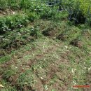 도현이네 농장 이미지