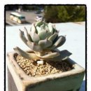 크로키아 이미지