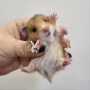 펫엔글라이더 대전점 이미지