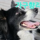 사십이 이미지