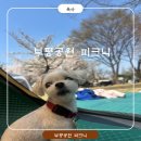 부평공원 벚꽃놀이｜아이랑 가기 좋은 가족 피크닉 &amp; 엄마표 자연놀이 후기