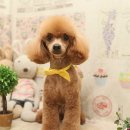 포포퍼피 이미지