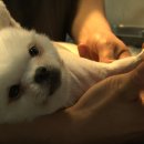 대학동물병원 이미지