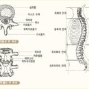 척추 이미지