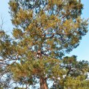 순흥의 연리지송 이미지