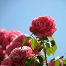 장미공원C 이미지