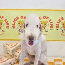 알로하펫 이미지