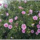 잔디 농장 이미지