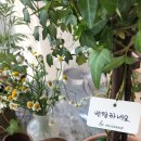 아이비플라워 앞 이미지